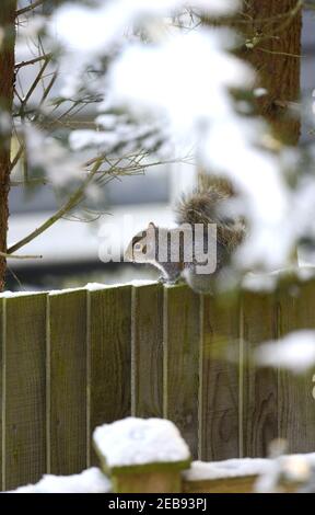 Grey Squirrel (Eastern Grey Squirrel / Gray Squirrel) Sciurus carolinensis. Sitting on a garden fence in snowy weather. Kent, UK, Feb 2021 Stock Photo