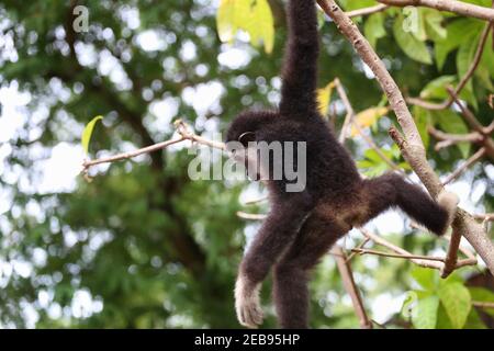 Black gibbon monkey on the tree and It was playing fun. Stock Photo