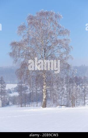 Snow covered birch tree in a winter landscape Stock Photo