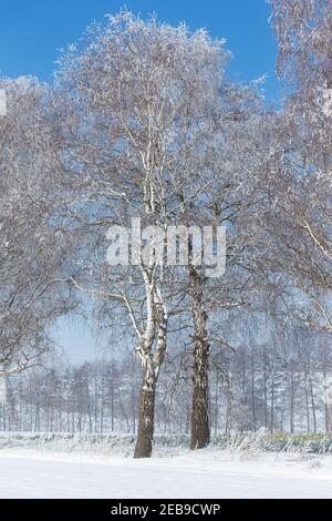 Snow covered birch tree in a winter landscape Stock Photo