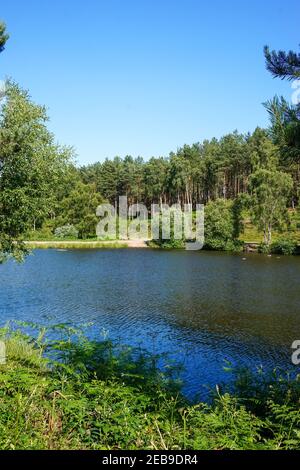 Fishing Pool At West Cannock, Cannock Chase Area Of Oustanding Natural 