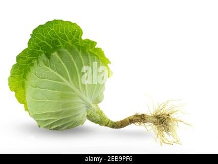 Green fresh cabbage with root isolated on white background Stock Photo