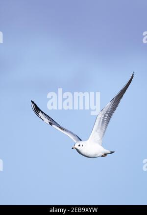 Bird flying;  A Common Gull flying, UK; aka Mew Gull or Sea Mew; Larus canus, against a blue sky, Suffolk UK Stock Photo