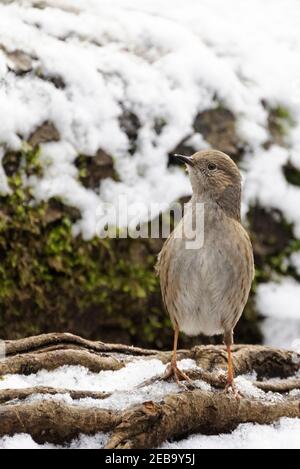Dunnock UK; the Dunnock, Prunella modularis, hedge sparrow or Hedge Warbler, a common small garden bird, seen from the front in winter, Suffolk UK Stock Photo