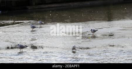 London, UK. 12 February 2021  In slack water The River Thames freezes at Teddington Lock, West London, as temperatures remain around freezing.   Andrew Fosker / Alamy Live News Stock Photo