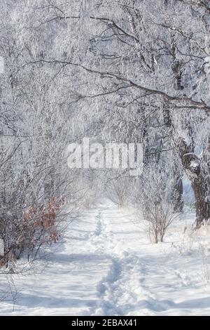 Snow covered birch tree avenue with foodsteps in the snow Stock Photo