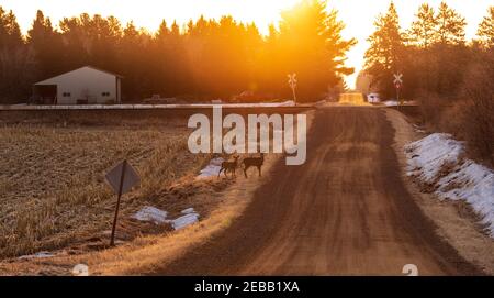 White-tailed deer crossing a rural road in northern Wisconsin. Stock Photo