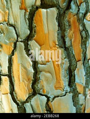 Stone pine, bark Stock Photo