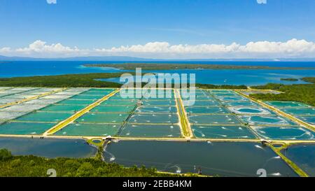 Shrimp Pond and Shrimp Farm. Bohol, Philippines. Ponds for shrimp farming. Stock Photo