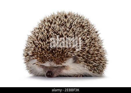 Adult male Four toed Hedgehog aka Atelerix albiventris. Sitting curled up, just showing nose. Isolated on a white background. Stock Photo