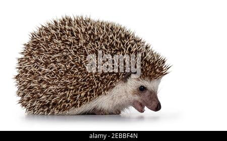 Adult male Four toed Hedgehog aka Atelerix albiventris. Sitting side ways, mouth open. Isolated on a white background. Stock Photo