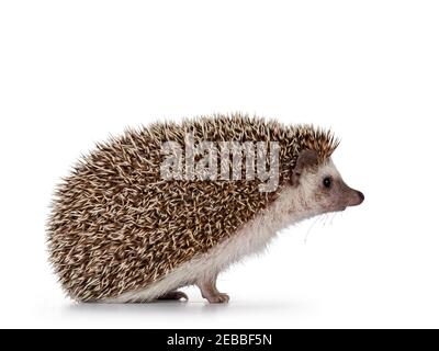 Adult male Four toed Hedgehog aka Atelerix albiventris. Sitting side ways, head up. Isolated on a white background. Stock Photo