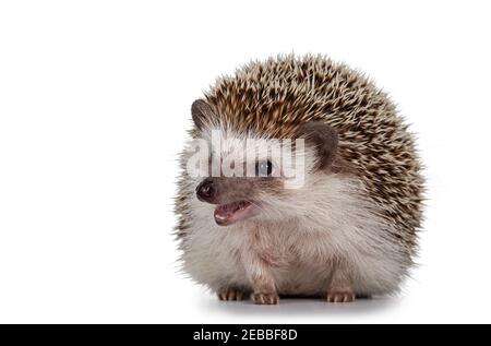 Adult male Four toed Hedgehog aka Atelerix albiventris. Sitting facing front, mouth open. Isolated on a white background. Stock Photo