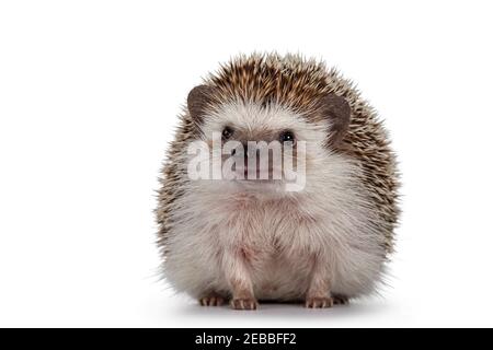 Adult male Four toed Hedgehog aka Atelerix albiventris. Sitting facing front. Isolated on a white background. Stock Photo