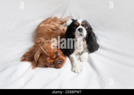 Cute dogs, cavalier spaniels relaxing together on bed Stock Photo