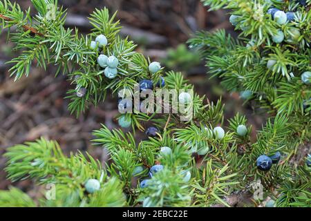 A branch of junpier with berries in different ripening stages Stock Photo