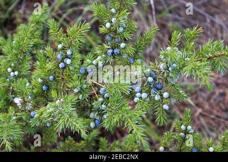 A branch of junpier with berries in different ripening stages Stock Photo