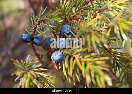 Macro of blue junpier berries on a shrub in the fall Stock Photo