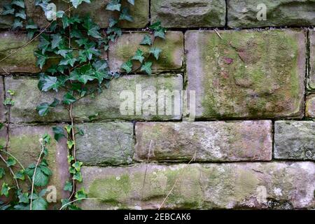 Ivy plant growing up on old stone wall Stock Photo