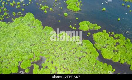 Mangrove trees in the water on a tropical island. An ecosystem in the Philippines, a mangrove forest. Great Santa Cruz island. Zamboanga, Mindanao, Philippines. Stock Photo