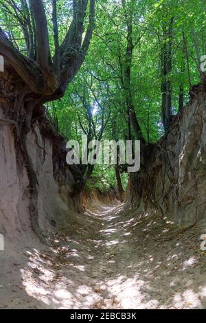 Loess ravine 'Korzeniowy Dół' in the city of Kazimierz Dolny, Poland. Fantastic forms of trees and their roots that grow on the slopes Stock Photo