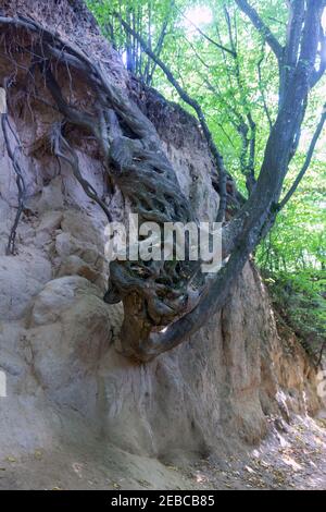 Loess ravine 'Korzeniowy Dół' in the city of Kazimierz Dolny, Poland. Fantastic forms of trees and their roots that grow on the slopes Stock Photo