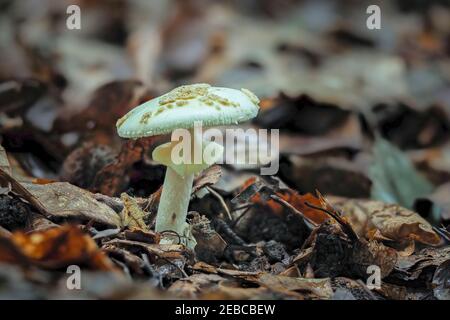Amanita citrina, commonly known as the false death cap, or citron amanita, is a basidiomycotic mushroom, one of many in the genus Amanita. , an intres Stock Photo