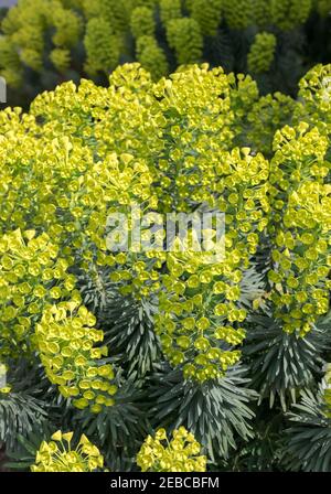 Mediterranean spurge Euphorbia sp probably characias in garden, Ube, Japan Stock Photo