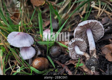 Inocybe geophylla, commonly known as the earthy inocybe, common white inocybe or white fibercap, is a poisonous mushroom of the genus Inocybe. , an in Stock Photo