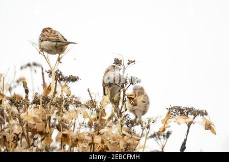 Portrait of three sparrows sitting on an overblown hydrangea branch. Two blurred sparrows an one sharp in the middle, close-up against a white sky Stock Photo