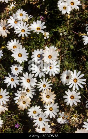 A mass of white African Daisies, Osteospermum pinnatum, as seen directly form above, at the roadside just outside Klawer, Western Cape, South Africa Stock Photo