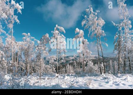 Snow covered birch forest, sunlit by the winter sun in February. Epic winter wonderland in the Harz mountains, Lower Saxony, Germany. Stock Photo
