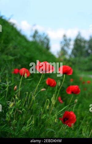 Vertical shot of a field full of poppies Stock Photo
