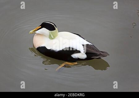Common eider duck, Somateria mollissima, male in breeding plumage Stock Photo