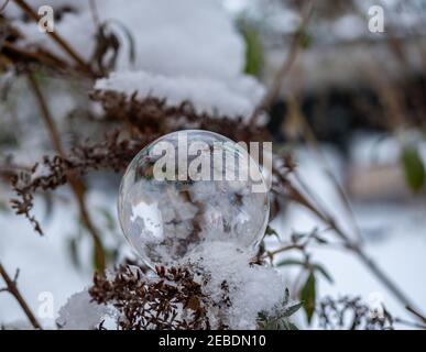 Soap bubble frozen in winter Stock Photo