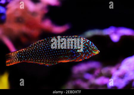 Ornate Leopard Wrasse - (Macropharyngodon ornatus) Stock Photo