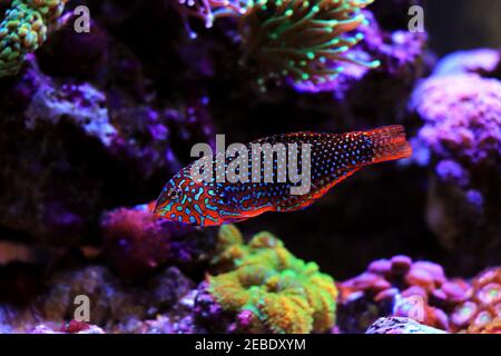 Ornate Leopard Wrasse - (Macropharyngodon ornatus) Stock Photo