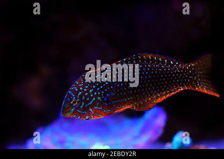 Ornate Leopard Wrasse - (Macropharyngodon ornatus) Stock Photo