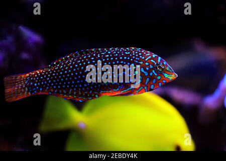 Ornate Leopard Wrasse - (Macropharyngodon ornatus) Stock Photo