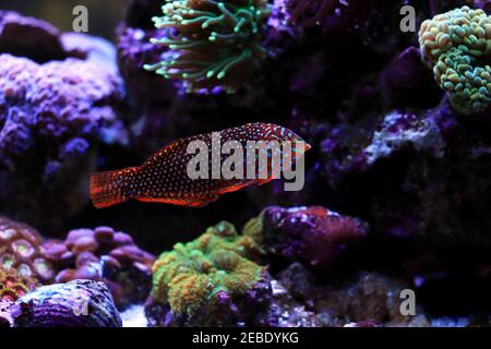 Ornate Leopard Wrasse - (Macropharyngodon ornatus) Stock Photo