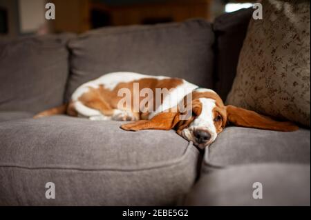 Basset hound puppy with long ears sleeps on couch at home Stock Photo