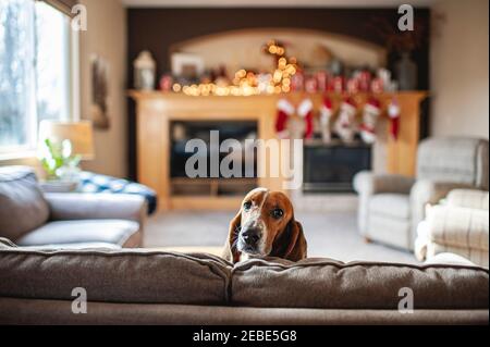 Basset hound dog peeks head over couch in living room at home Stock Photo