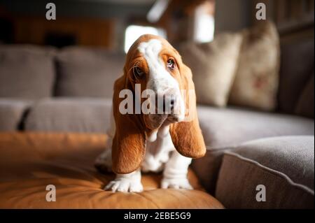 Basset Hound puppy dog sits on couch at home with cute expression Stock Photo