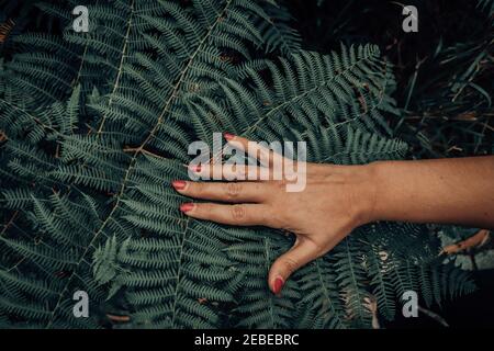 Woman's hand is touching fern Stock Photo