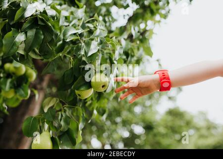 Young girl reaches for pear from a tree in her backyard. Stock Photo