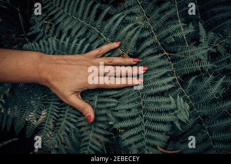 Woman's hand is touching fern Stock Photo