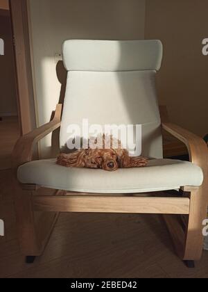 Small dog resting on the armchair Stock Photo