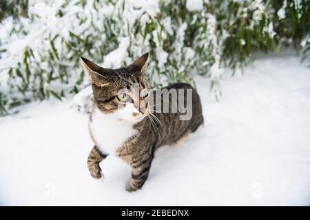 Housecat playing in the winter snow Stock Photo