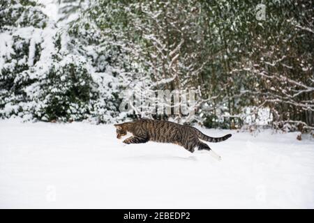 Housecat playing in the winter snow Stock Photo