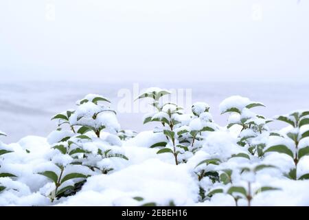 Green plants under snow in English park. Stock Photo